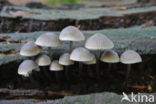 Bundelmycena (Mycena arcangeliana)