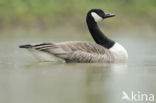 Canada Goose (Branta canadensis)