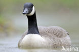 Canada Goose (Branta canadensis)