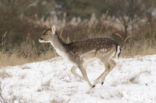 Fallow Deer (Dama dama)