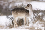 Fallow Deer (Dama dama)