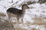 Fallow Deer (Dama dama)