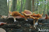 Dennenvlamhoed (Gymnopilus sapineus)