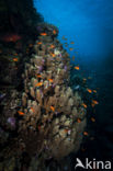 Dome Coral (Porites Nodifera)