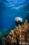 Dome Coral (Porites Nodifera)