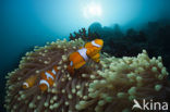 anemonefish