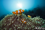 anemonefish