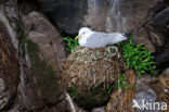 Black-legged Kittiwake (Rissa tridactyla)