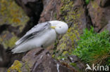 Black-legged Kittiwake (Rissa tridactyla)