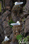 Black-legged Kittiwake (Rissa tridactyla)