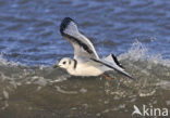 Black-legged Kittiwake (Rissa tridactyla)