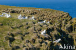 Black-legged Kittiwake (Rissa tridactyla)