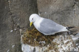 Black-legged Kittiwake (Rissa tridactyla)