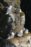 Black-legged Kittiwake (Rissa tridactyla)