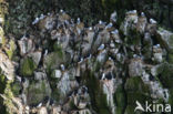 Black-legged Kittiwake (Rissa tridactyla)