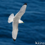 Black-legged Kittiwake (Rissa tridactyla)