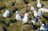 Black-legged Kittiwake (Rissa tridactyla)