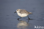 Drieteenstrandloper (Calidris alba)