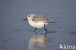 Drieteenstrandloper (Calidris alba)