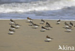 Drieteenstrandloper (Calidris alba)