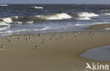 Drieteenstrandloper (Calidris alba)