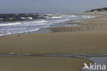 Drieteenstrandloper (Calidris alba)