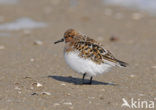 Drieteenstrandloper (Calidris alba)