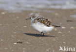 Drieteenstrandloper (Calidris alba)