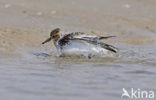 Drieteenstrandloper (Calidris alba)