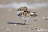 Drieteenstrandloper (Calidris alba)