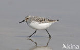 Drieteenstrandloper (Calidris alba)