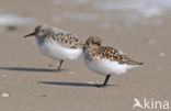 Drieteenstrandloper (Calidris alba)