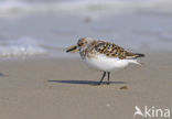 Drieteenstrandloper (Calidris alba)