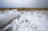 Duinen van Goeree