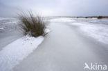 Duinen van Goeree