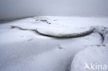 Duinen van Goeree