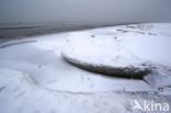 Duinen van Goeree