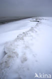 Duinen van Goeree