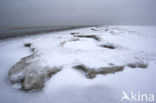 Duinen van Goeree