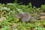 Dwergspitsmuis (Sorex minutus)