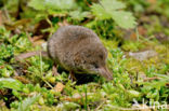 Dwergspitsmuis (Sorex minutus)