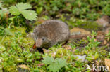 Dwergspitsmuis (Sorex minutus)