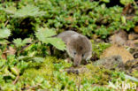 Dwergspitsmuis (Sorex minutus)