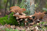 Echte honingzwam (Armillaria mellea)