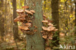 Echte honingzwam (Armillaria mellea)