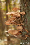 Honey Mushroom (Armillaria mellea)