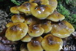 Honey Mushroom (Armillaria mellea)