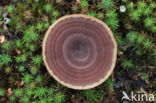 Coltricia perennis