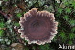Coltricia perennis