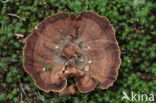 Coltricia perennis